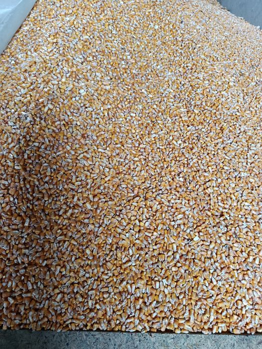 Porumb, griu de vinzare