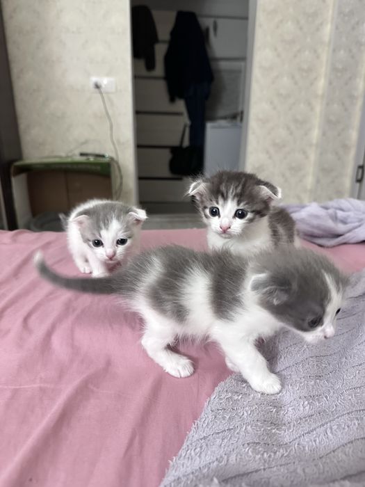 Котята домашние