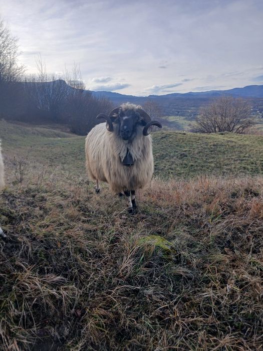 Vând berbec la al doilea miel