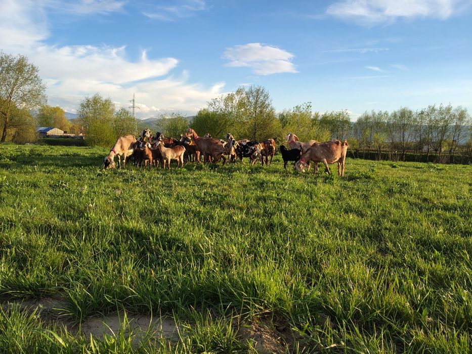 Iezi Anglo Nubian  masculi și femele