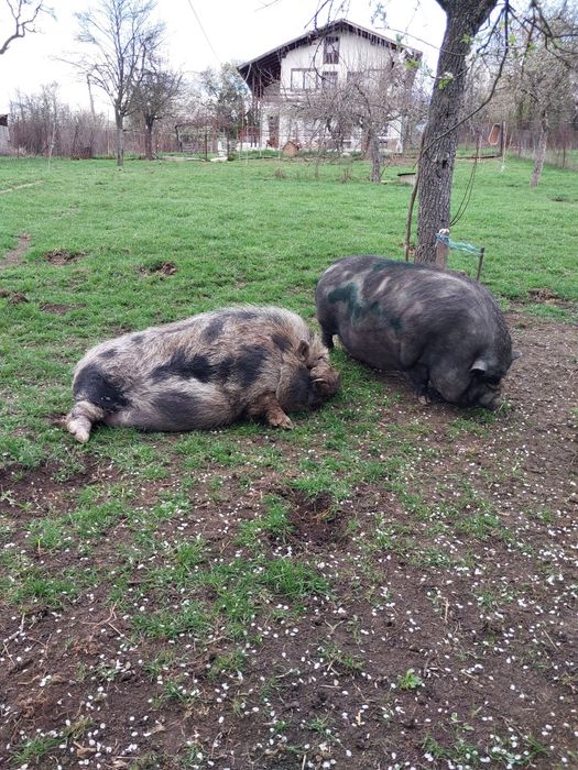 виетнамски прасета