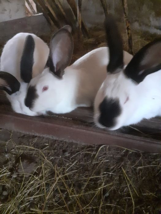 Vând doua iepurite Uriaș de Transilvania