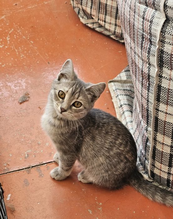 Котята в надёжные руки!