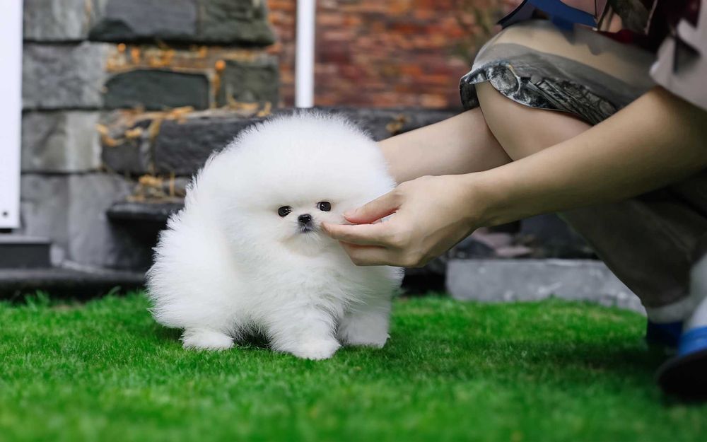 Pomeranian - Catei de  Rasa Pura - Pedigree FCI