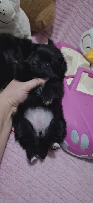 Шпице йорики ласковые щенки