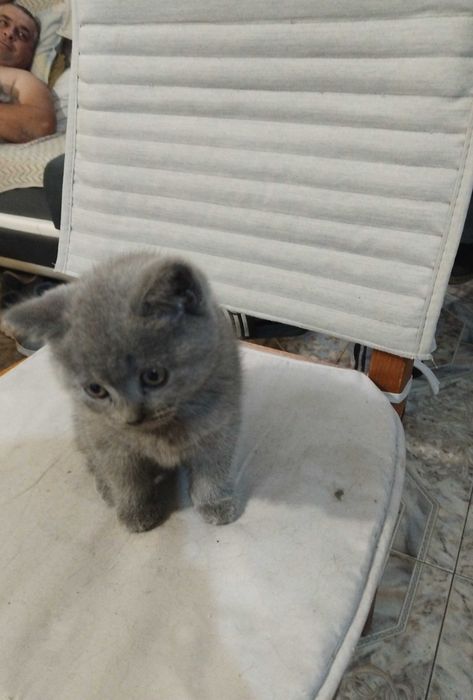 Малки британски котенца