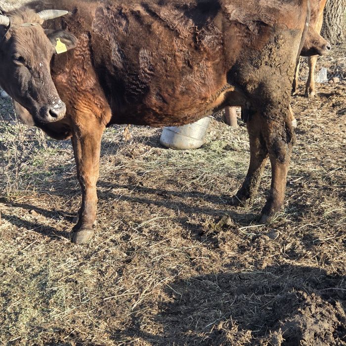 Каровы,сыиыр таинша