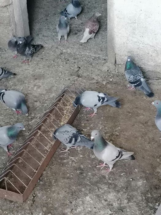 De vanzare porumbei voiajori