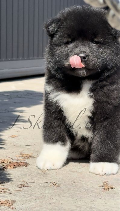 Американская акита, девочка.