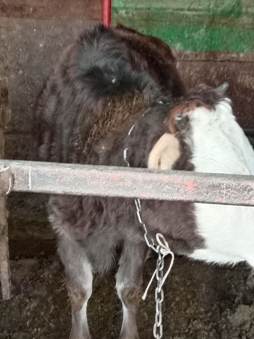 Продам телку 1,5года