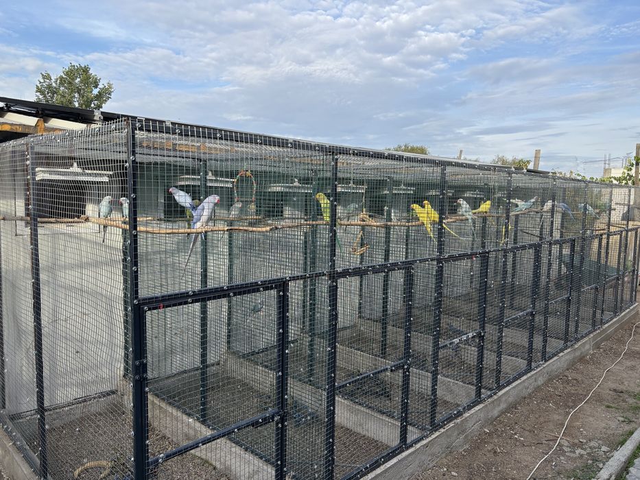 Papagali micul alexandru