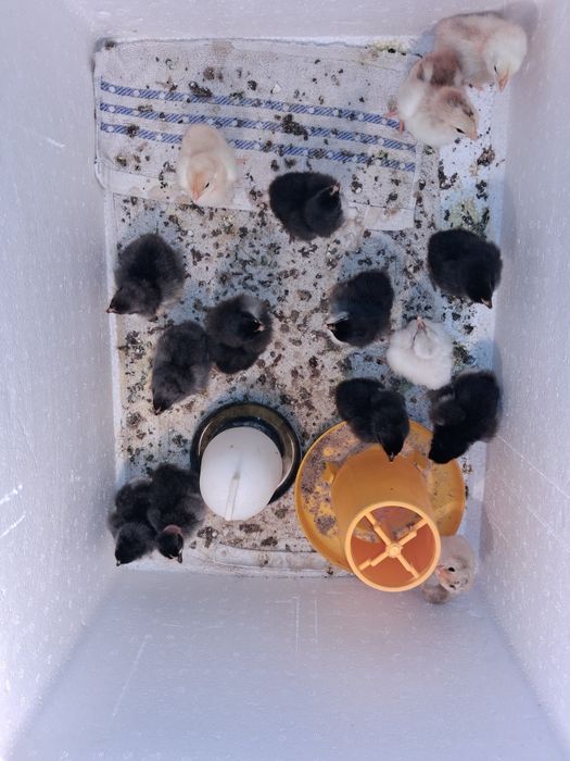 Цыплята суточные 13.14 дня цеплята