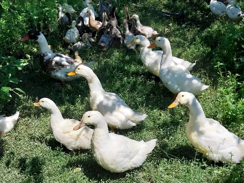 Rațe Pekin și Rațe Leșești (Mute) + Boboci – Diverse vârste