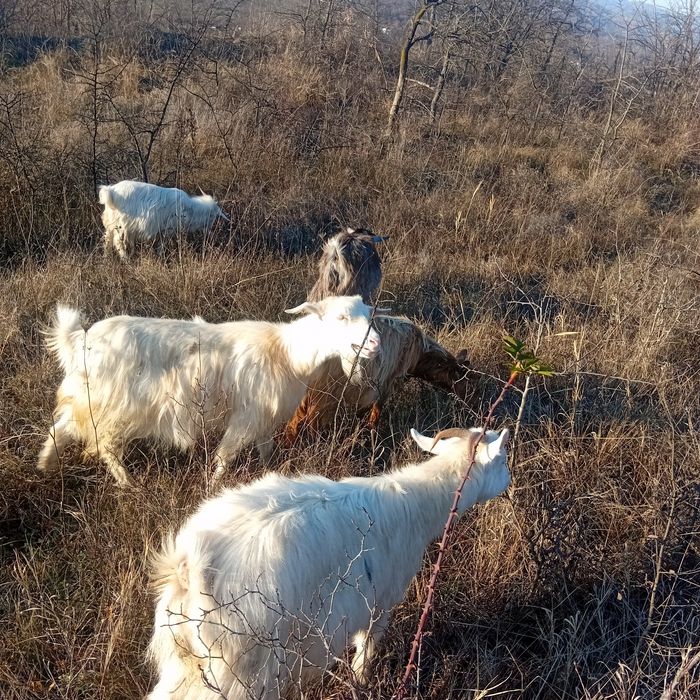 Vând 2 țapi și 3 capre