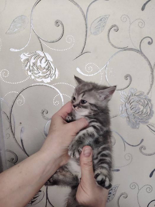 Продам шотландских котят