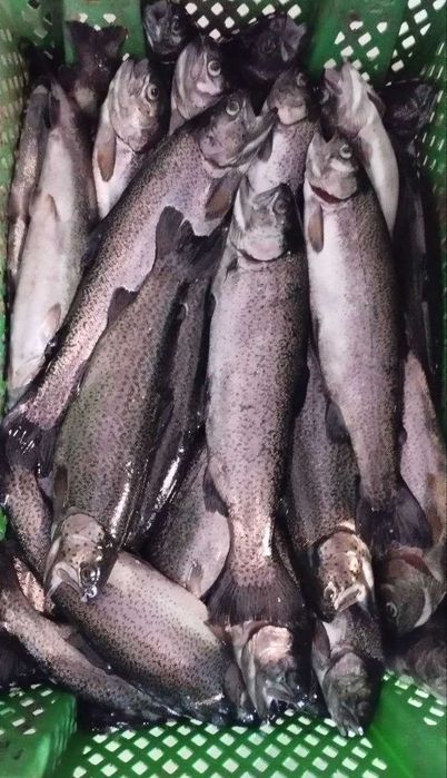 Форель Радужная (живая, охлажденная)