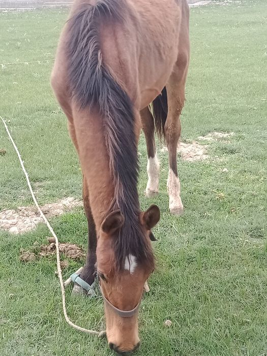 Еркек тай сатылады