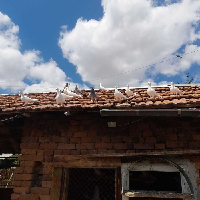 Продавам/ подарявам ГЪЛЪБИ