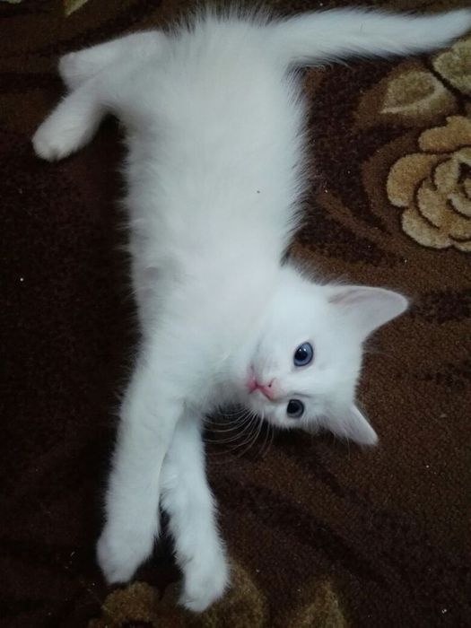Белые пушистые котята