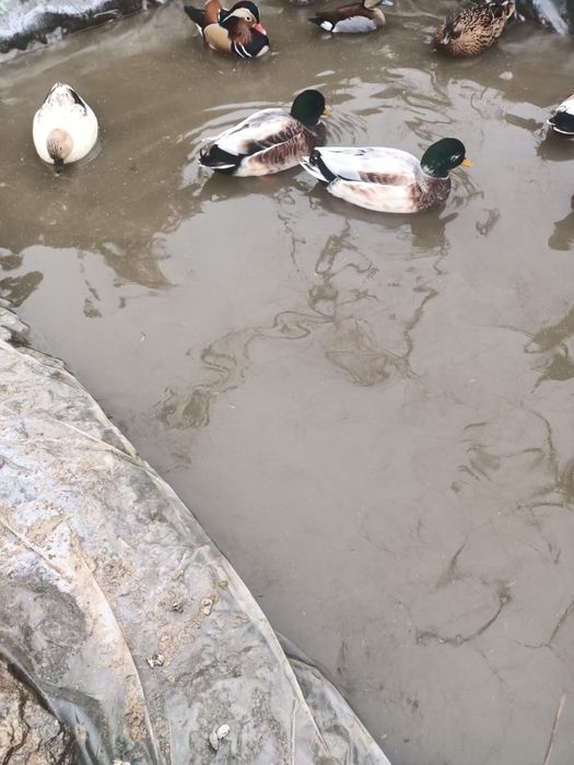 Vand ratoi pitica olandeza si cocosi pitici