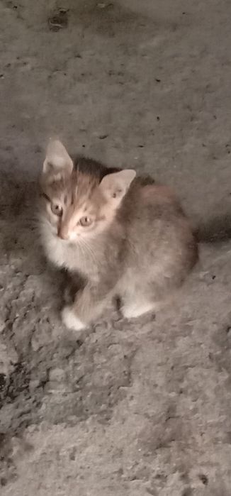 Дарю котят в хорошие руки