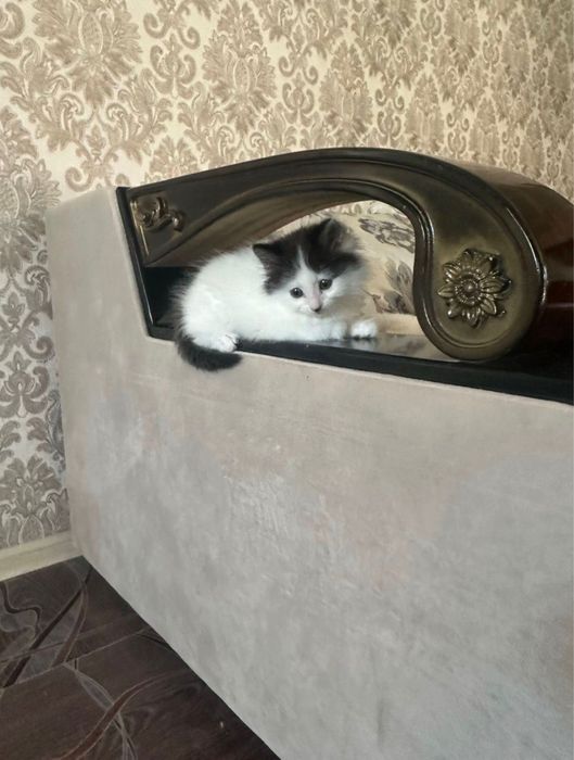 Отдам в добрые руки котенка