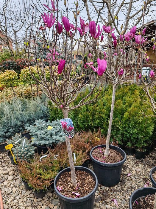 Magnolia la ghiveci nu