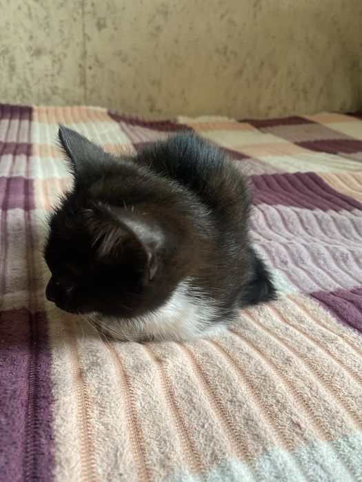 Котёнок продаётся