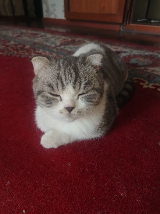 Кот : Скоттиш фолд