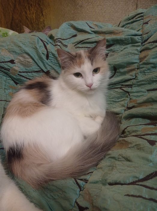 Кошки и котики на счастье