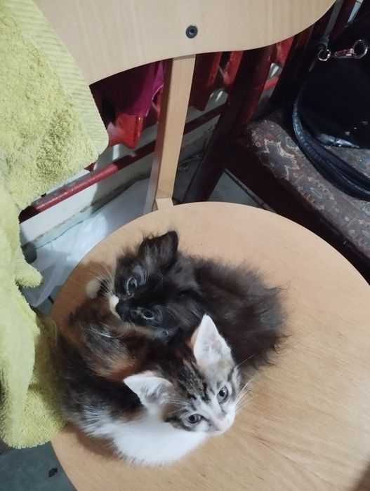 КОТЯТА в добрые руки отдам