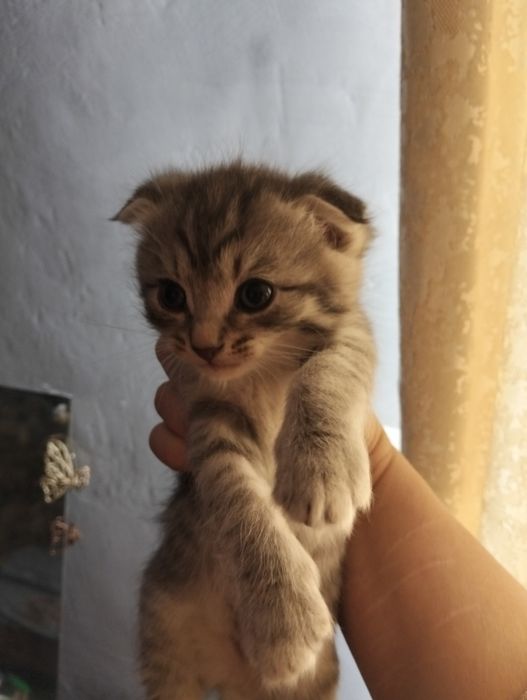Отдам прехорошеньких котят