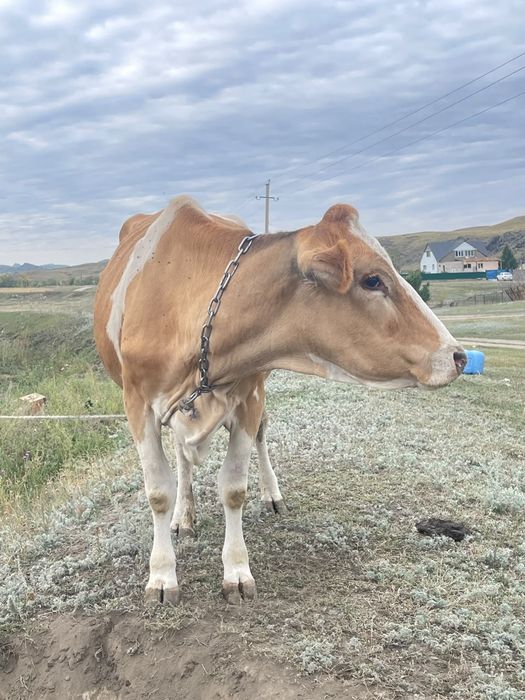 Корова продам в хорошие руки