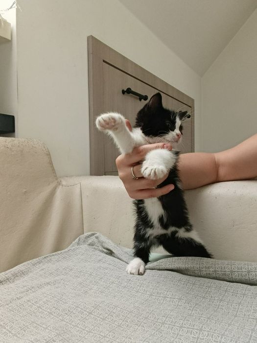 Спасено котенце търси любящ стопанин