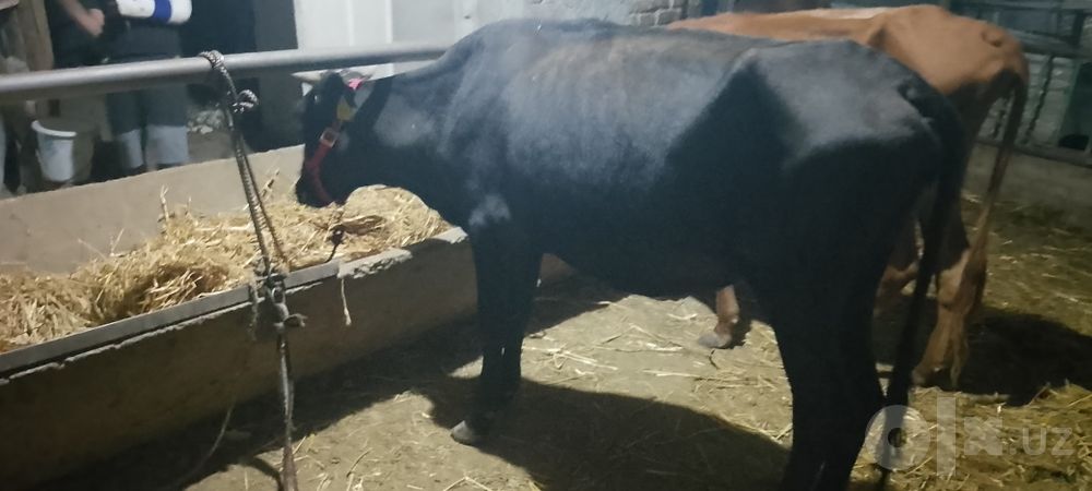 Ona bola sigir sotiladi kafolati bilan