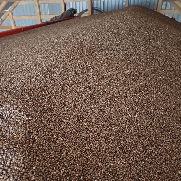 Sorg 1.2 lei negociabil