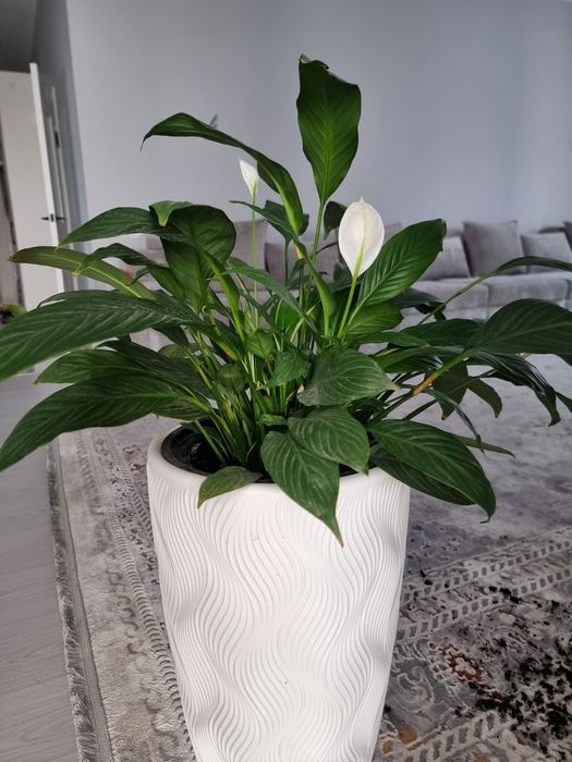 Комнатные цветы айел бақыты