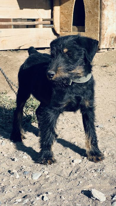 Ягтерьер сатылады