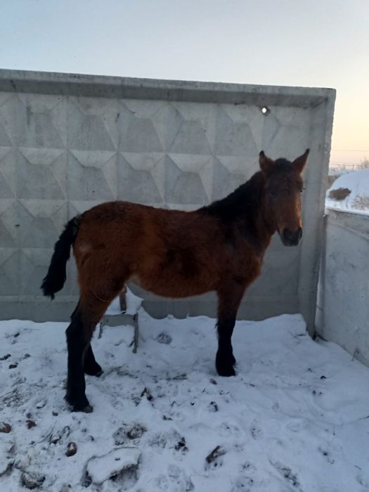 Продам жеребенка