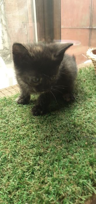Pisicute pt adoptie