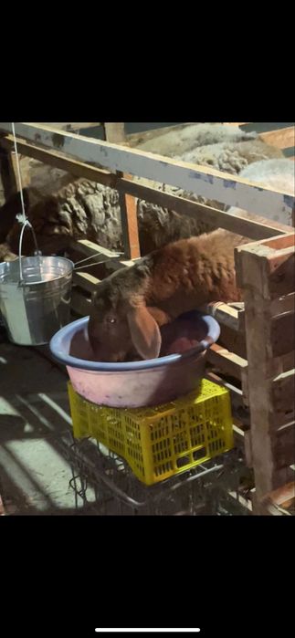 Насилли авгон бугоз куй.