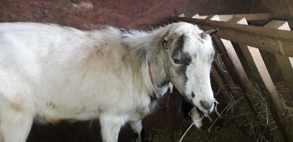 De vânzare doi țapi