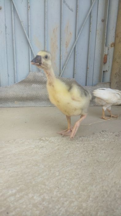 Assalamu aleykum 1 ta kurka va goz bolasi xorozcha sotiladi !!!