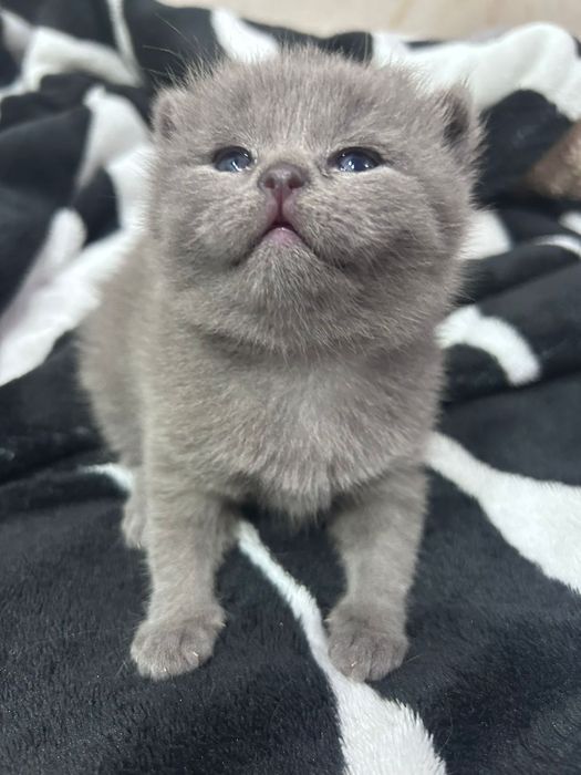 Продам британского котёнка