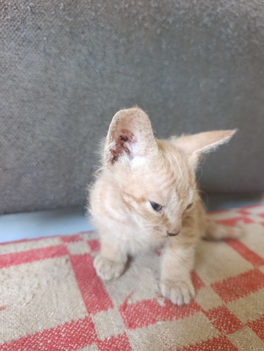 Отдам котят брашики