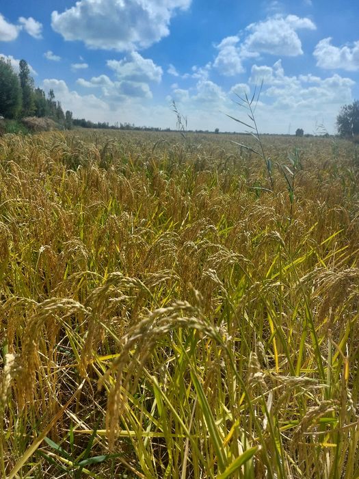 Sholi alanga sotladi uriğliqqa ham yemakka ham sotishgaham yahshi sfat