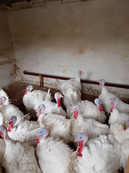 Big 6 sotiladi 7-15 kg