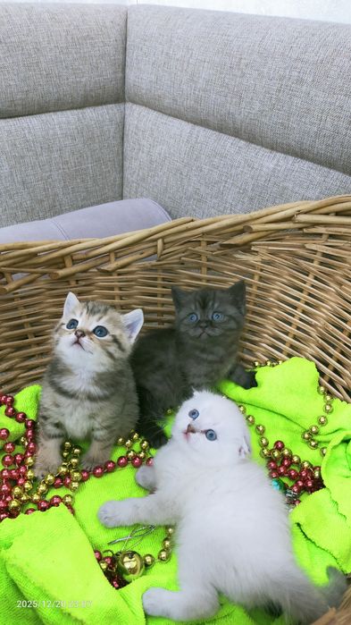 Продам шотландских котят
