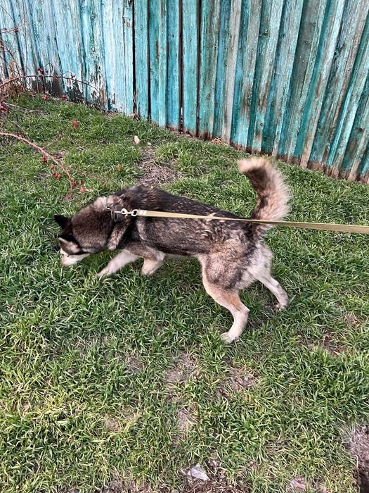 Лабрадор и хаска