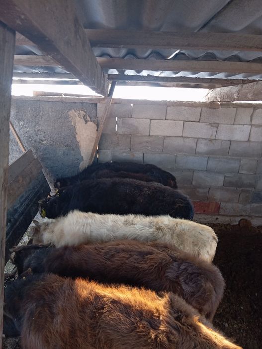 Продам бычков домашних